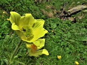 71 Pulsatilla alpina sulphurea (Anemone sulfureo) sul sent. 109A